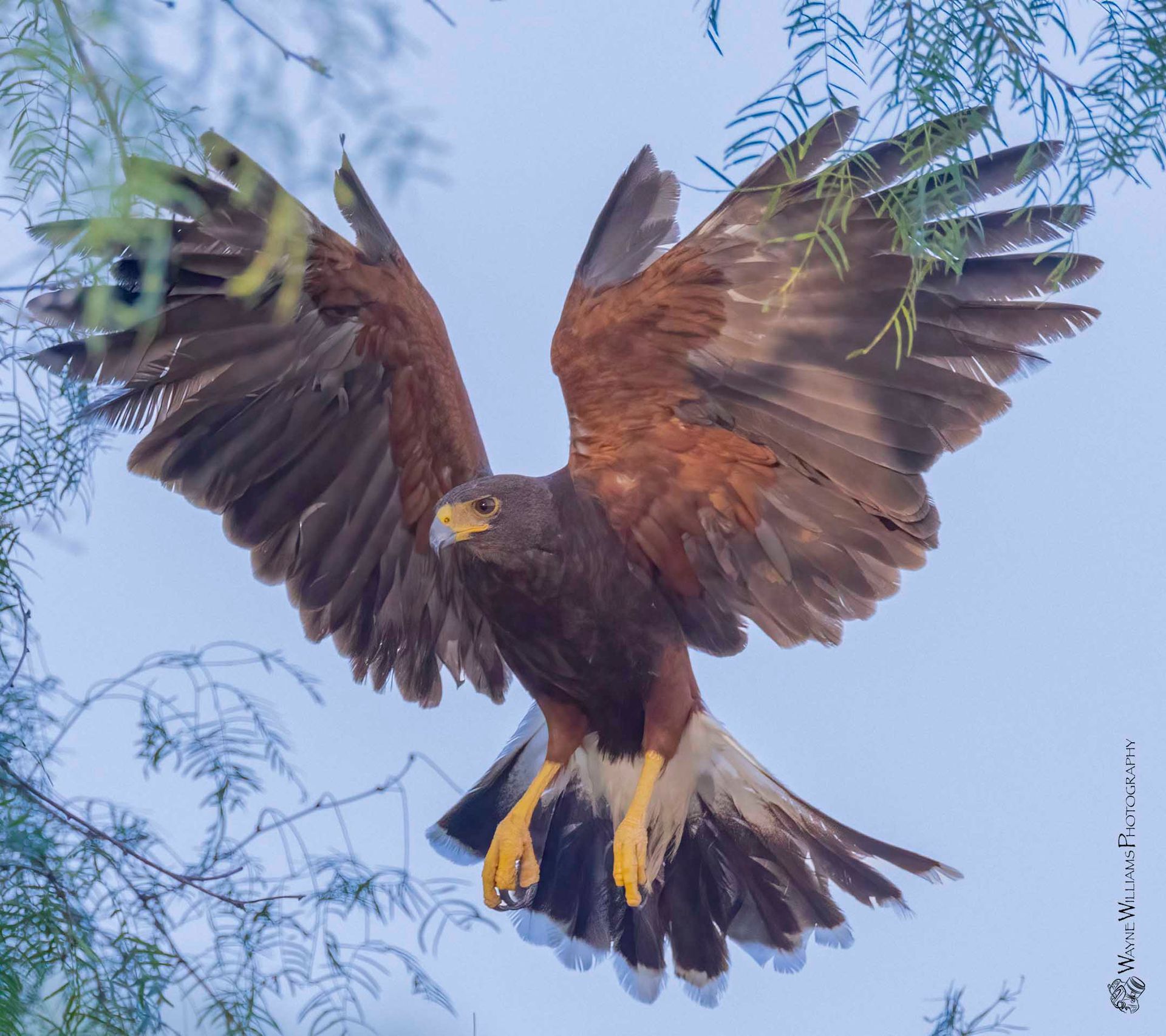 An eagle is flying in the sky with its wings spread