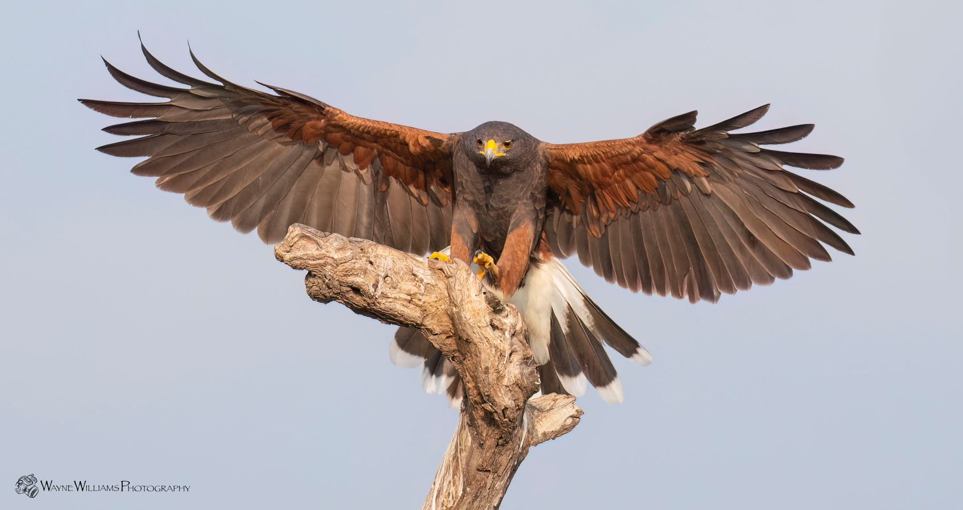 A bird is perched on a tree branch with its wings spread.