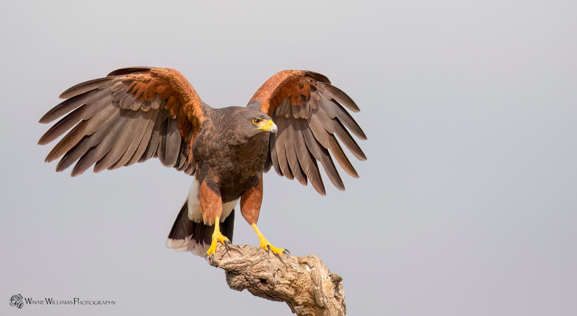 A bird is perched on a tree branch with its wings spread.