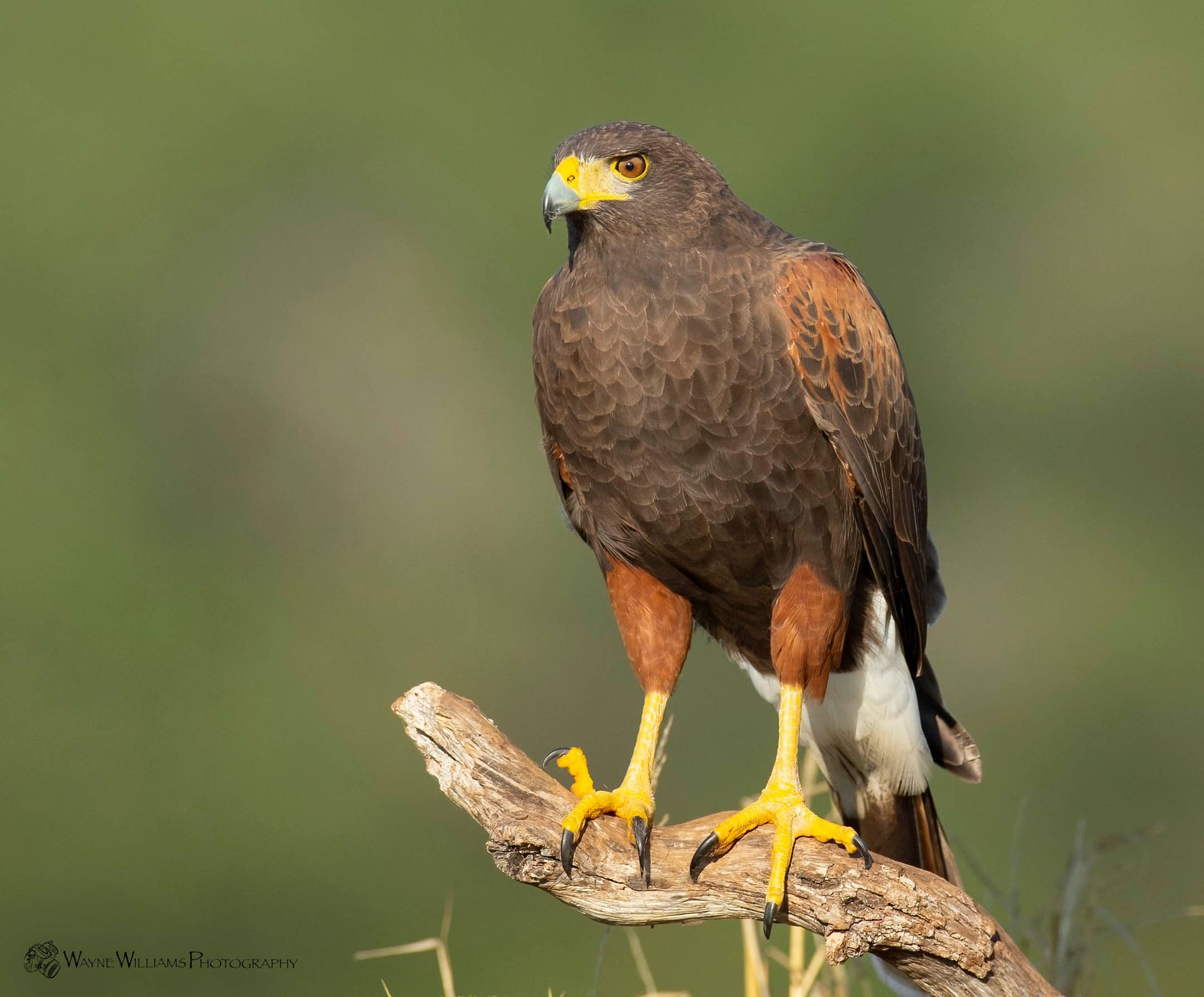 A brown and yellow hawk perched on a tree branch.