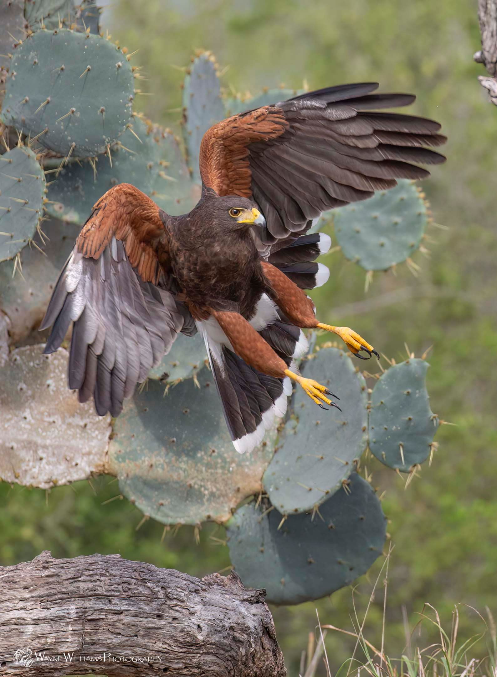 A bird is sitting on a cactus with its wings spread.