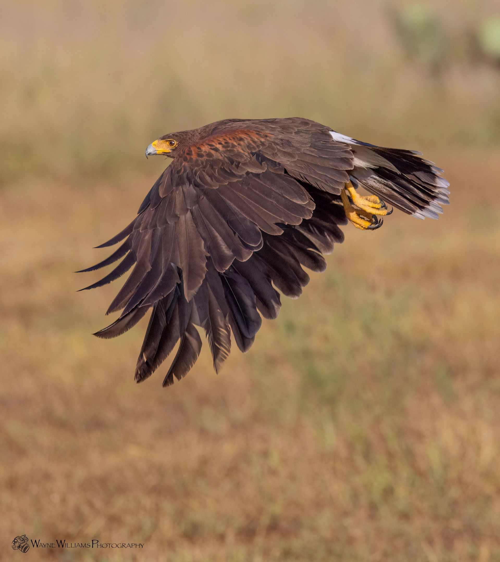 A bird with a yellow beak is flying over a field