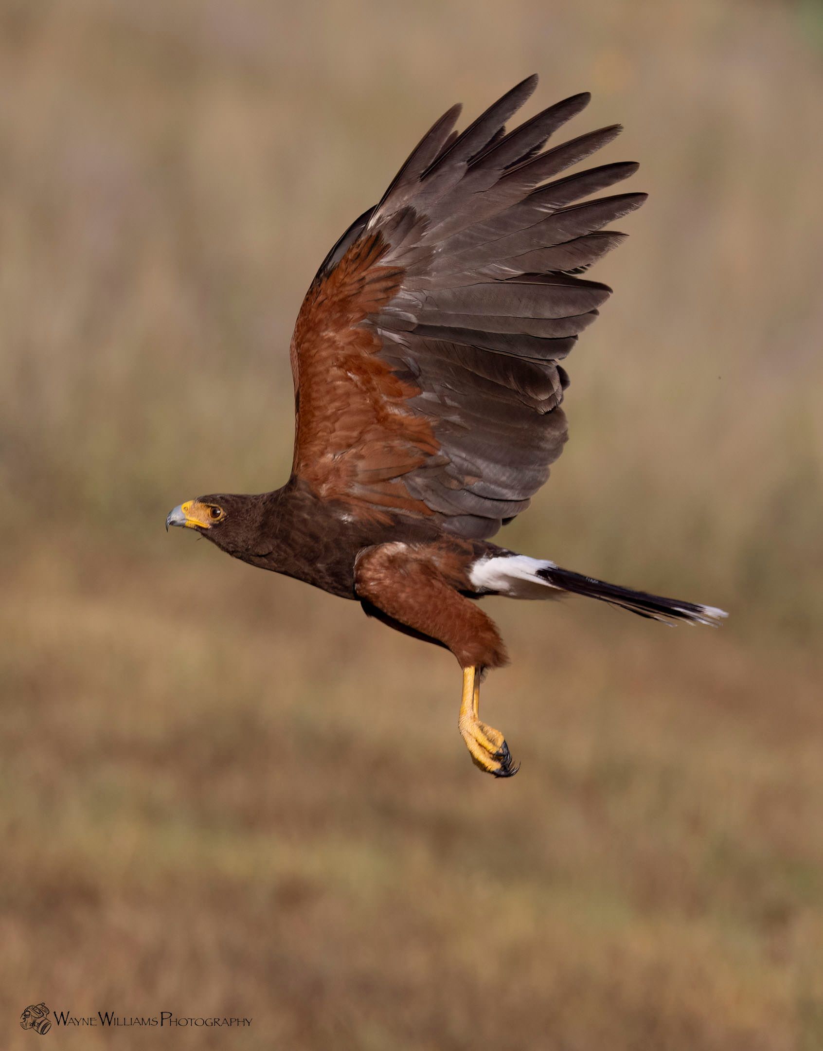 A hawk is flying over a field with its wings spread