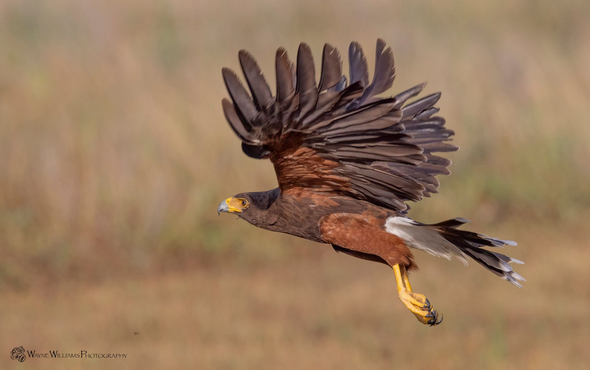 A hawk is flying over a field with its wings spread.