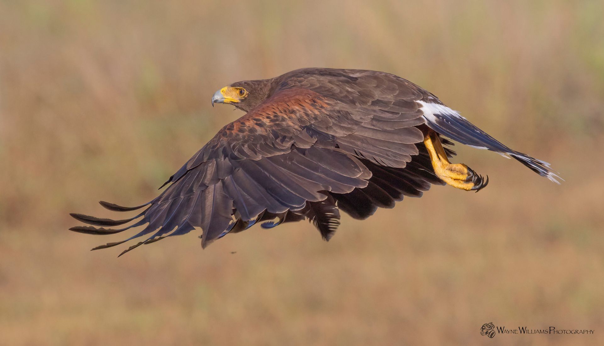 A bird is flying over a field with its wings spread.