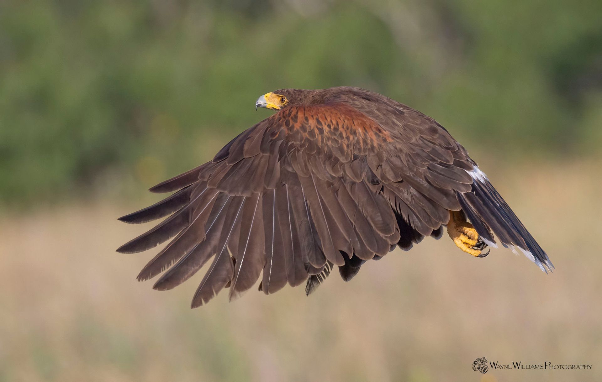 A bird is flying over a field with its wings spread.