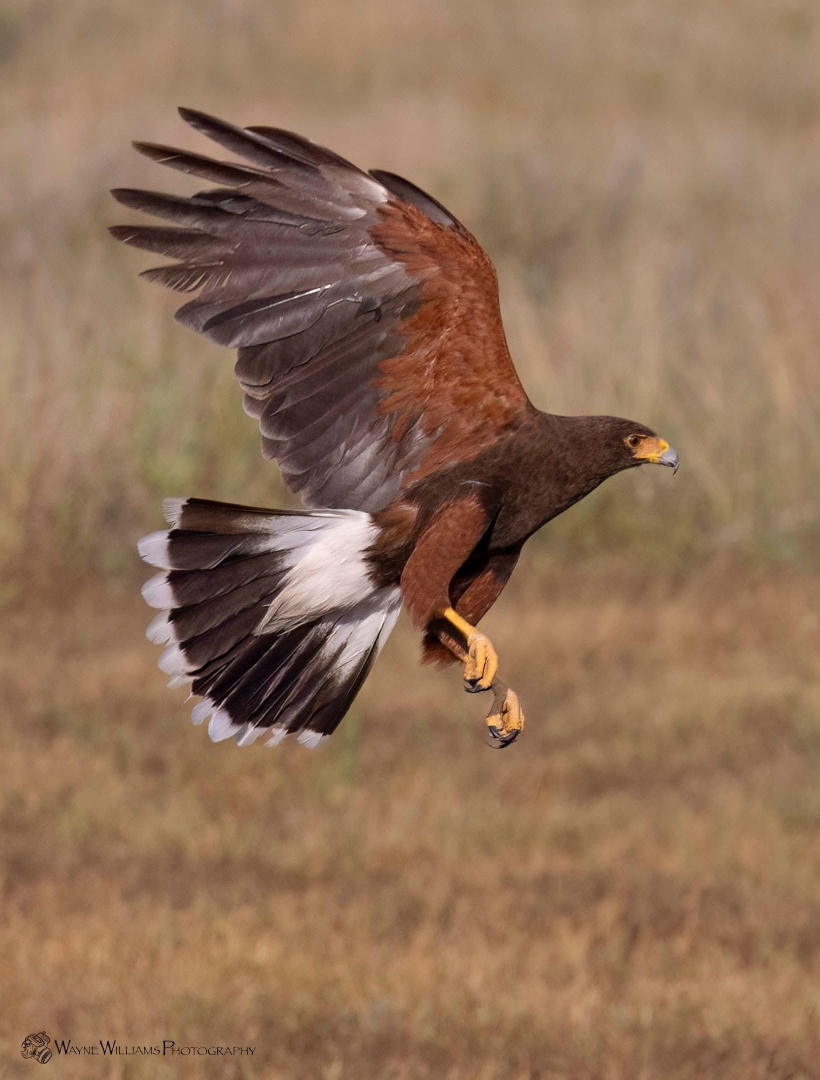 A brown and white bird is flying over a field.