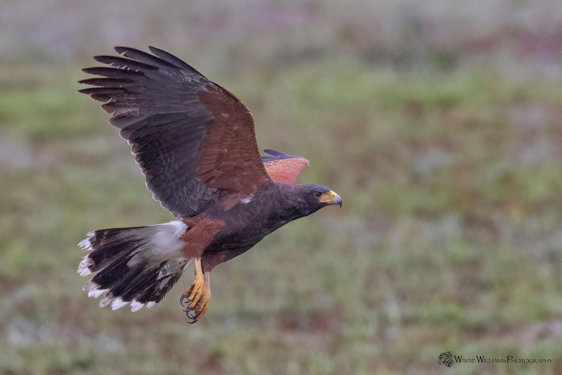 A hawk is flying over a grassy field.