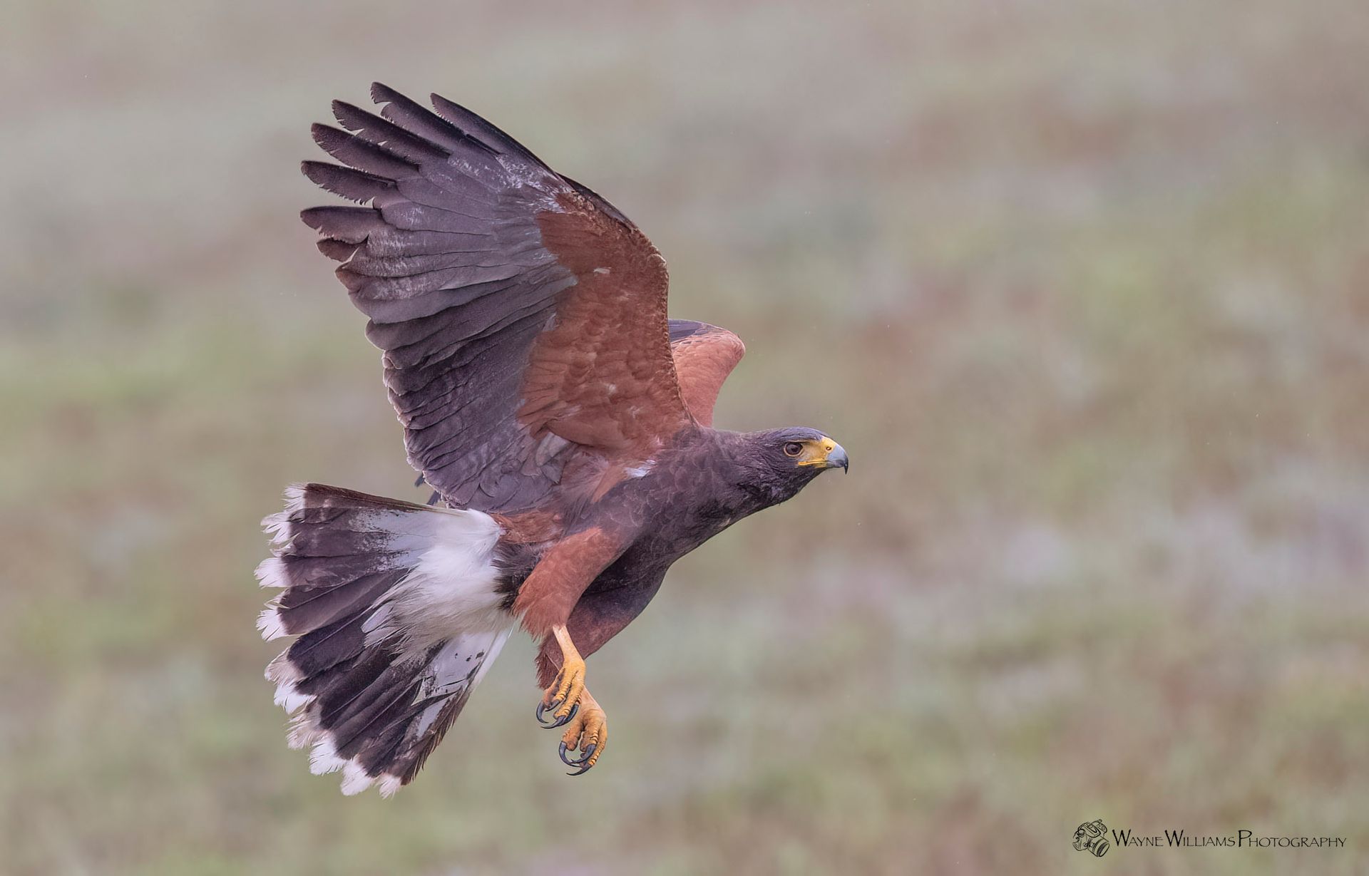 A hawk is flying over a field with its wings spread.