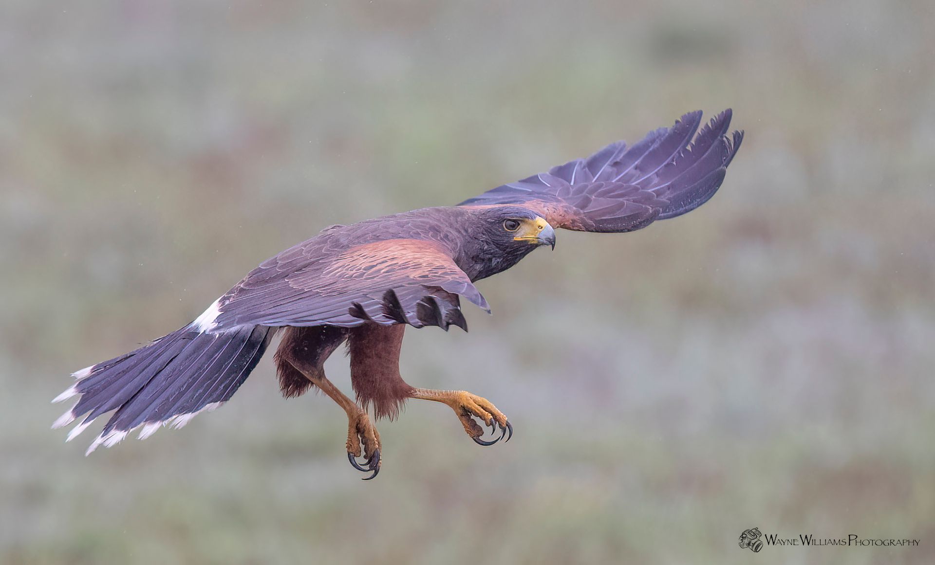 A bird is flying over a field with its wings spread.
