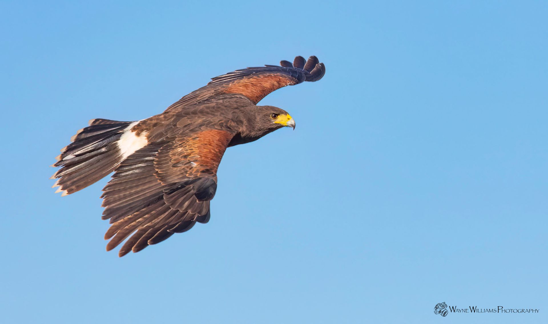 A bird with a yellow beak is flying in the sky.