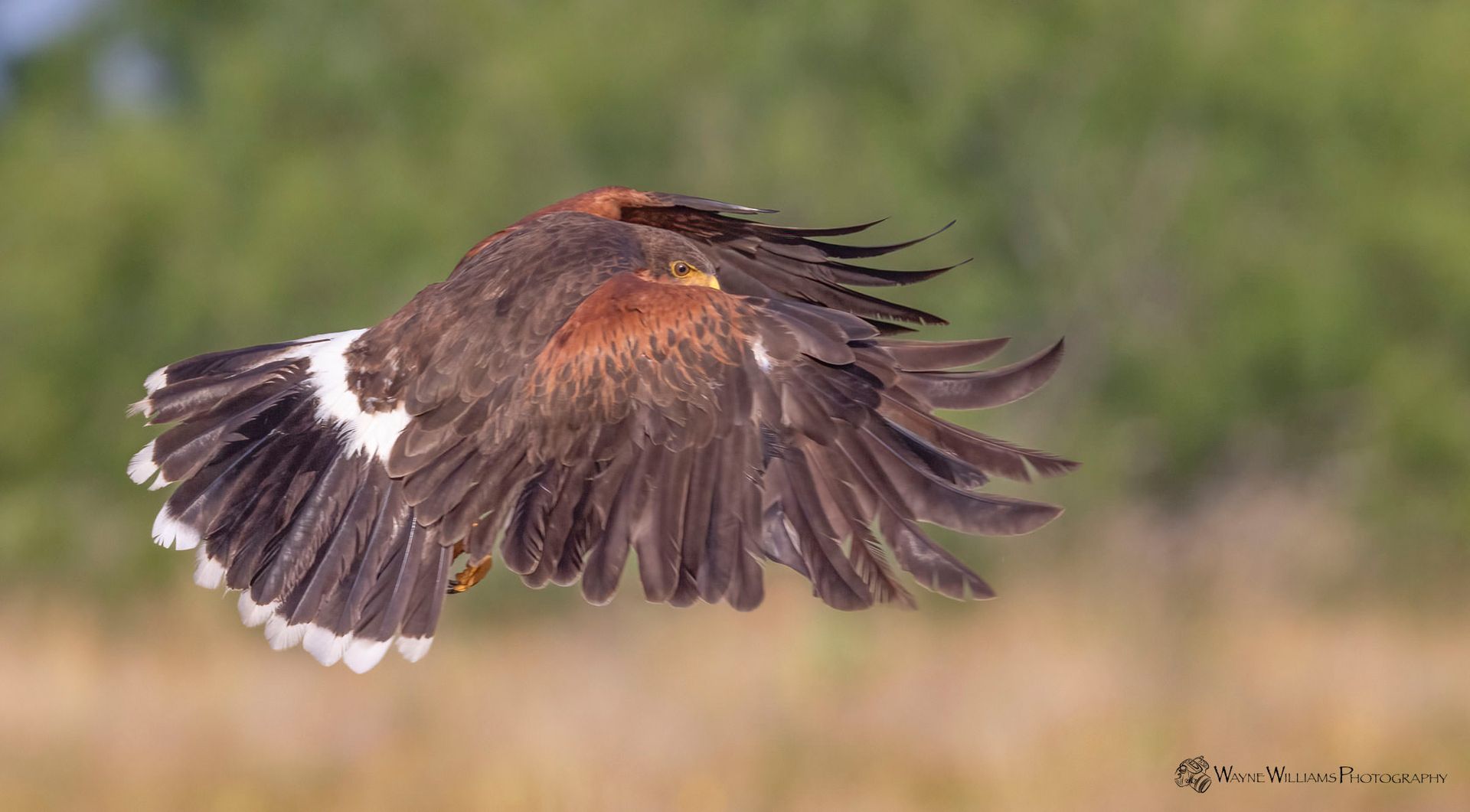 A bird is flying over a field with its wings spread.