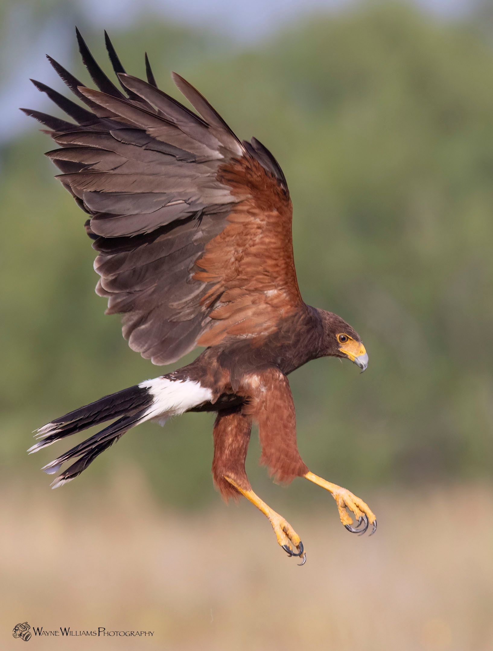 An eagle is flying over a field with its wings spread