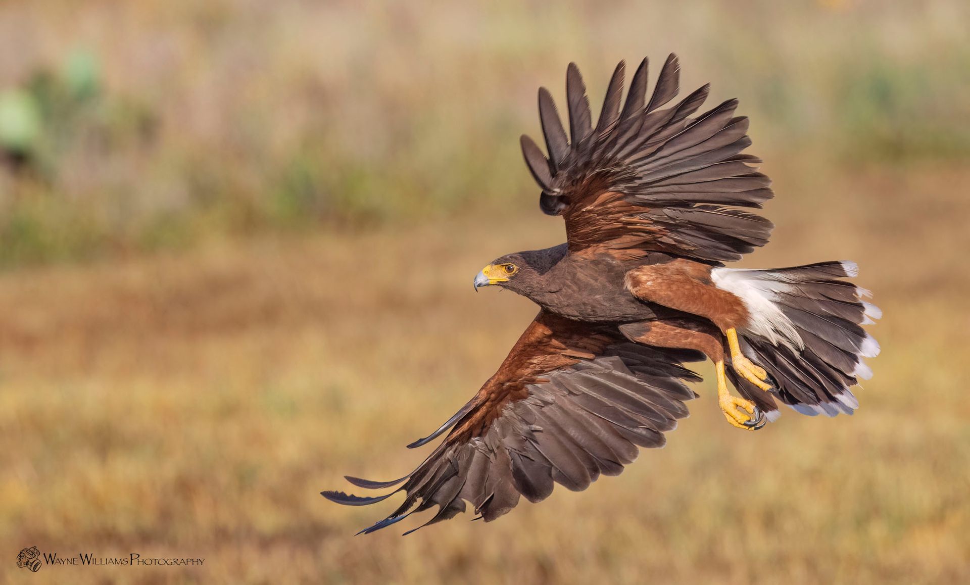 A bird is flying over a field with its wings spread.