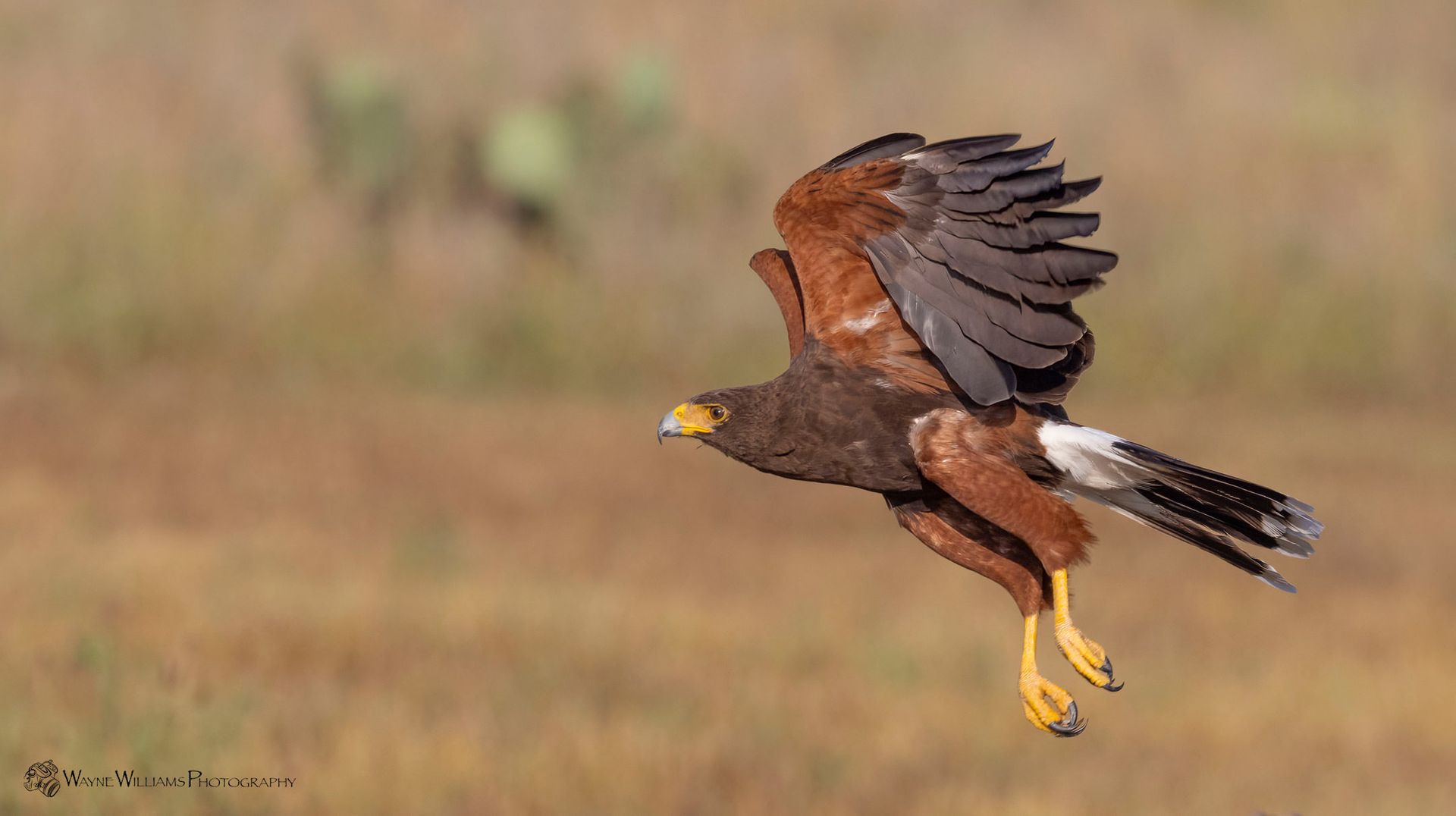 A bird is flying over a field with its wings spread.