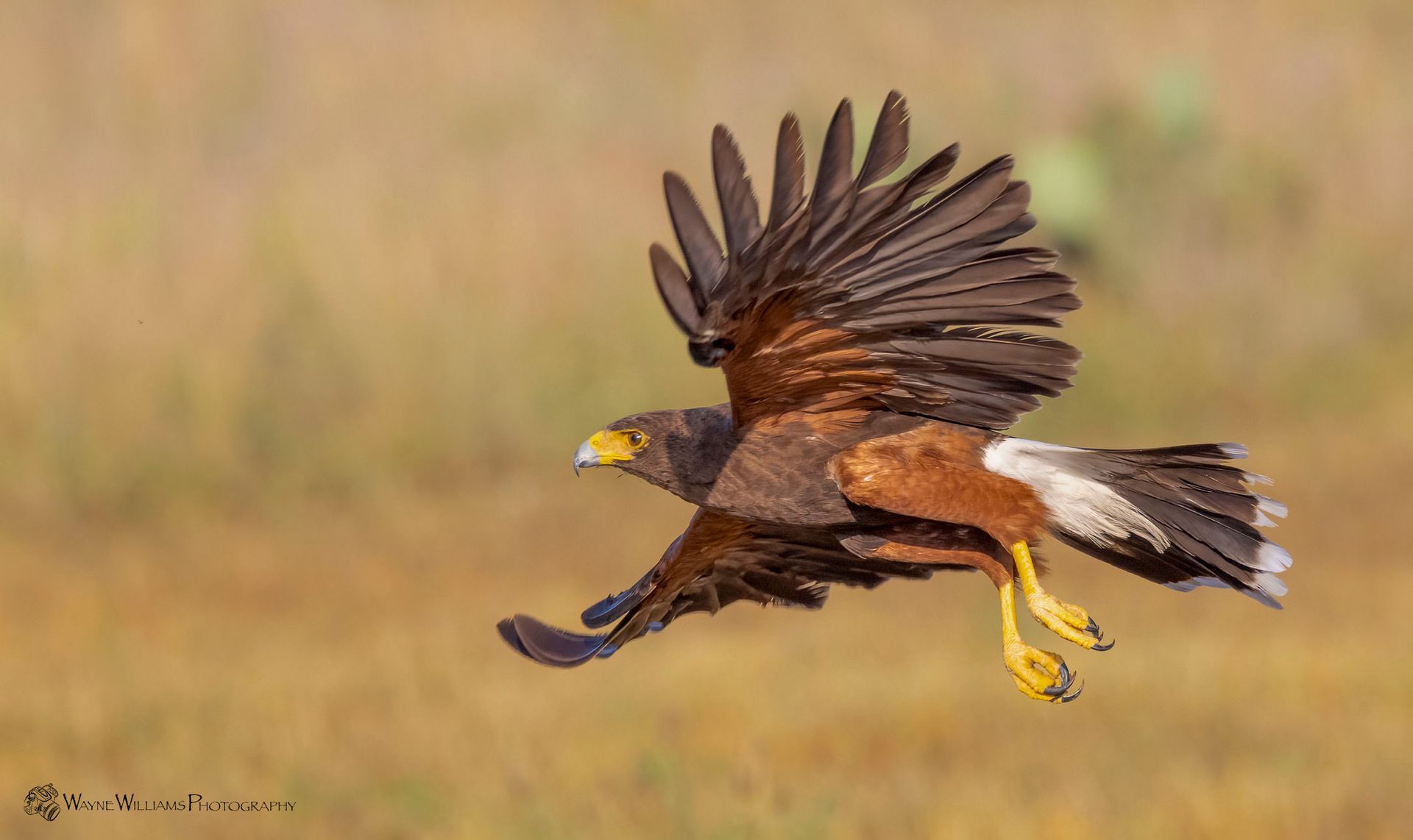A hawk is flying over a field with its wings spread.