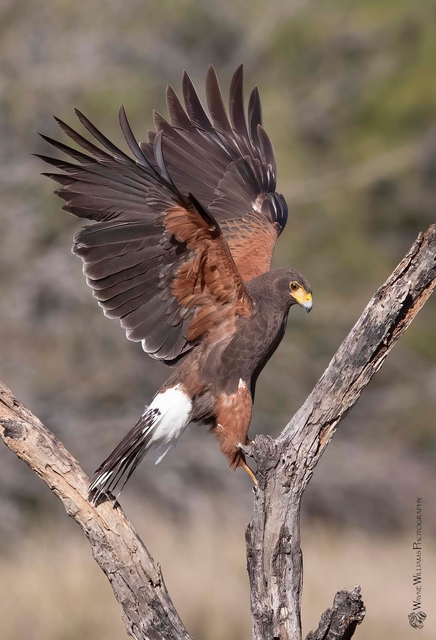 A bird is perched on a tree branch with its wings spread.