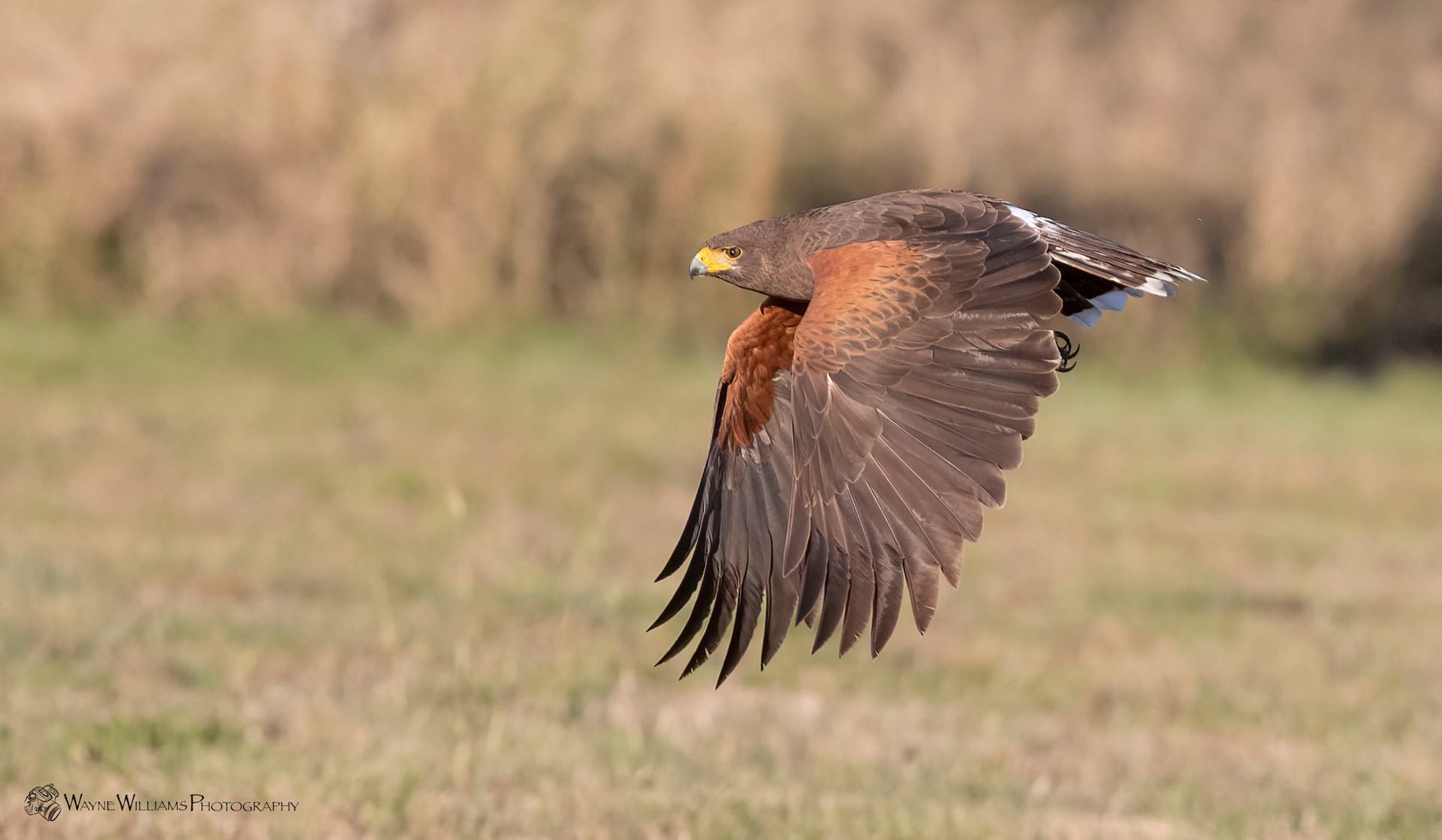 A bird is flying over a grassy field.