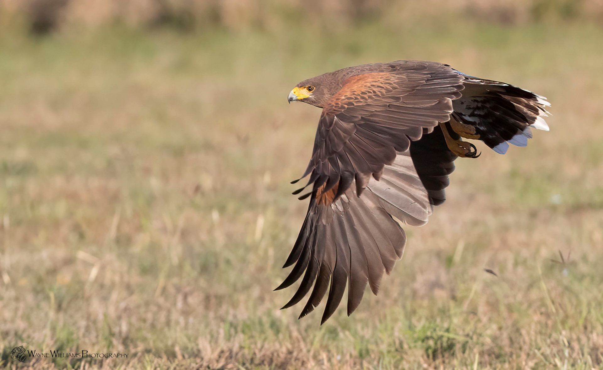 A bird is flying over a grassy field.