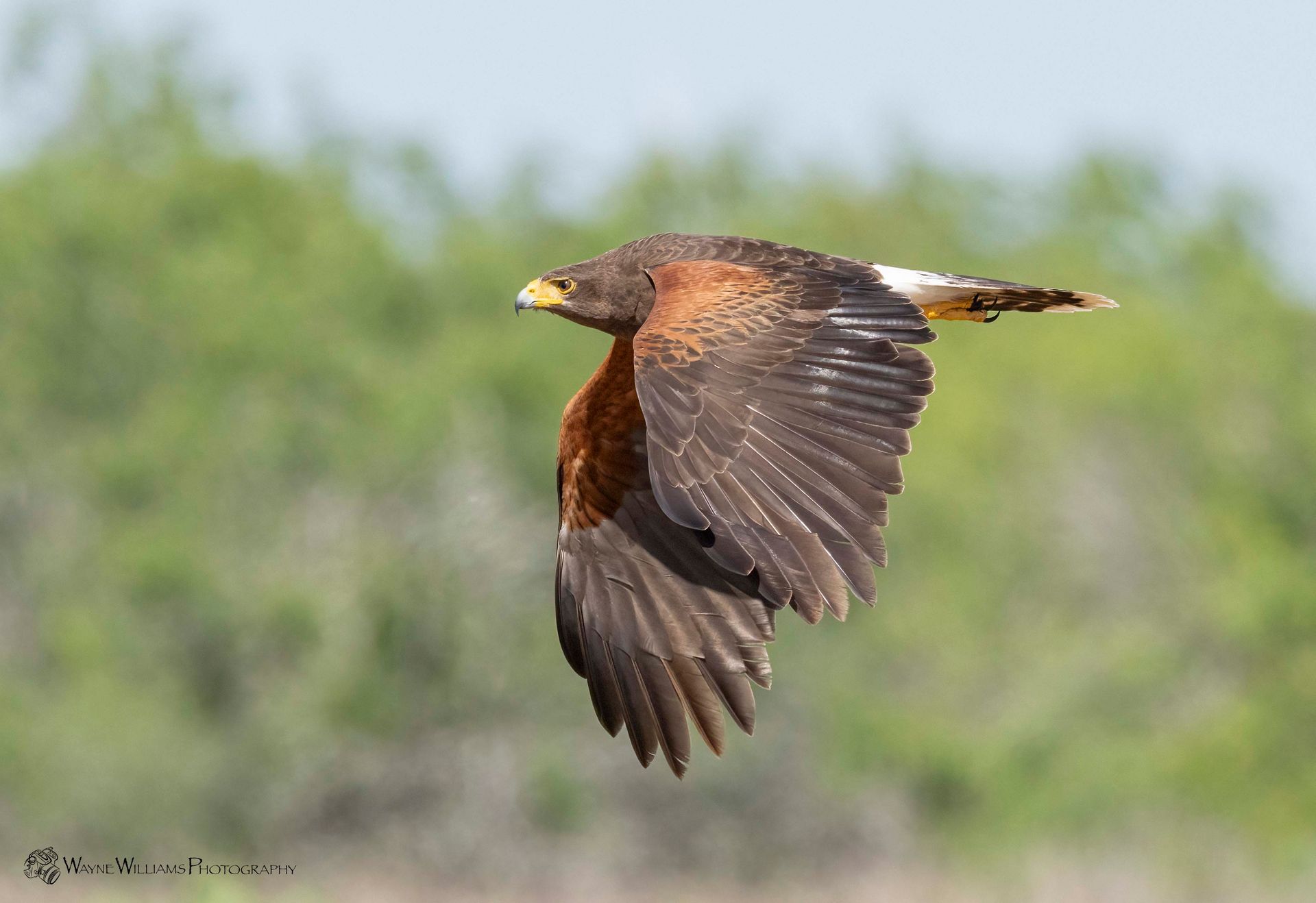 A bird is flying in the sky with its wings spread.