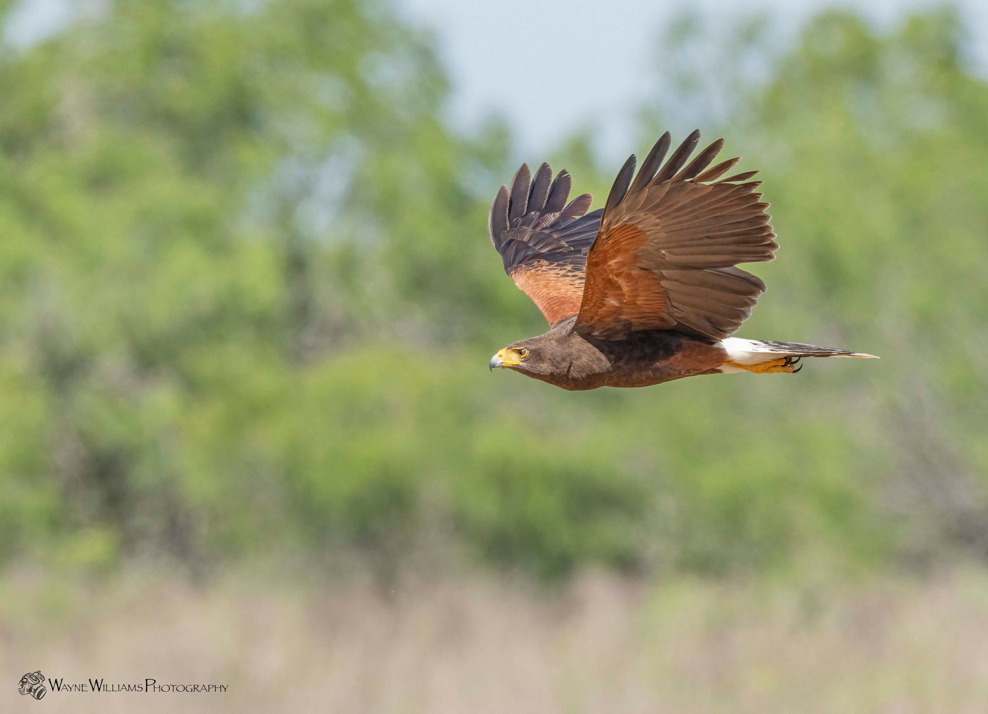 A bird is flying over a field with trees in the background.