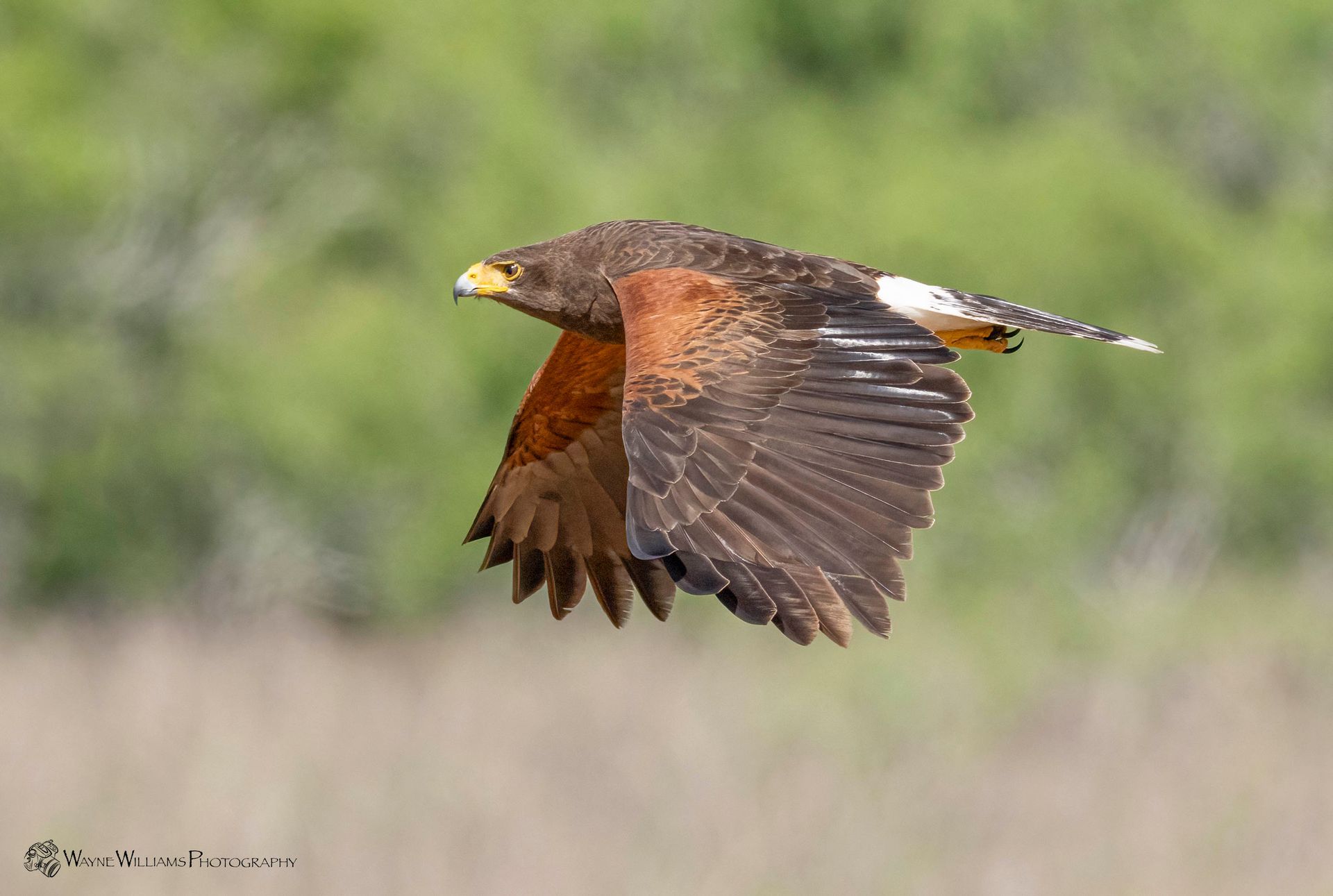 A hawk is flying over a field with its wings spread.