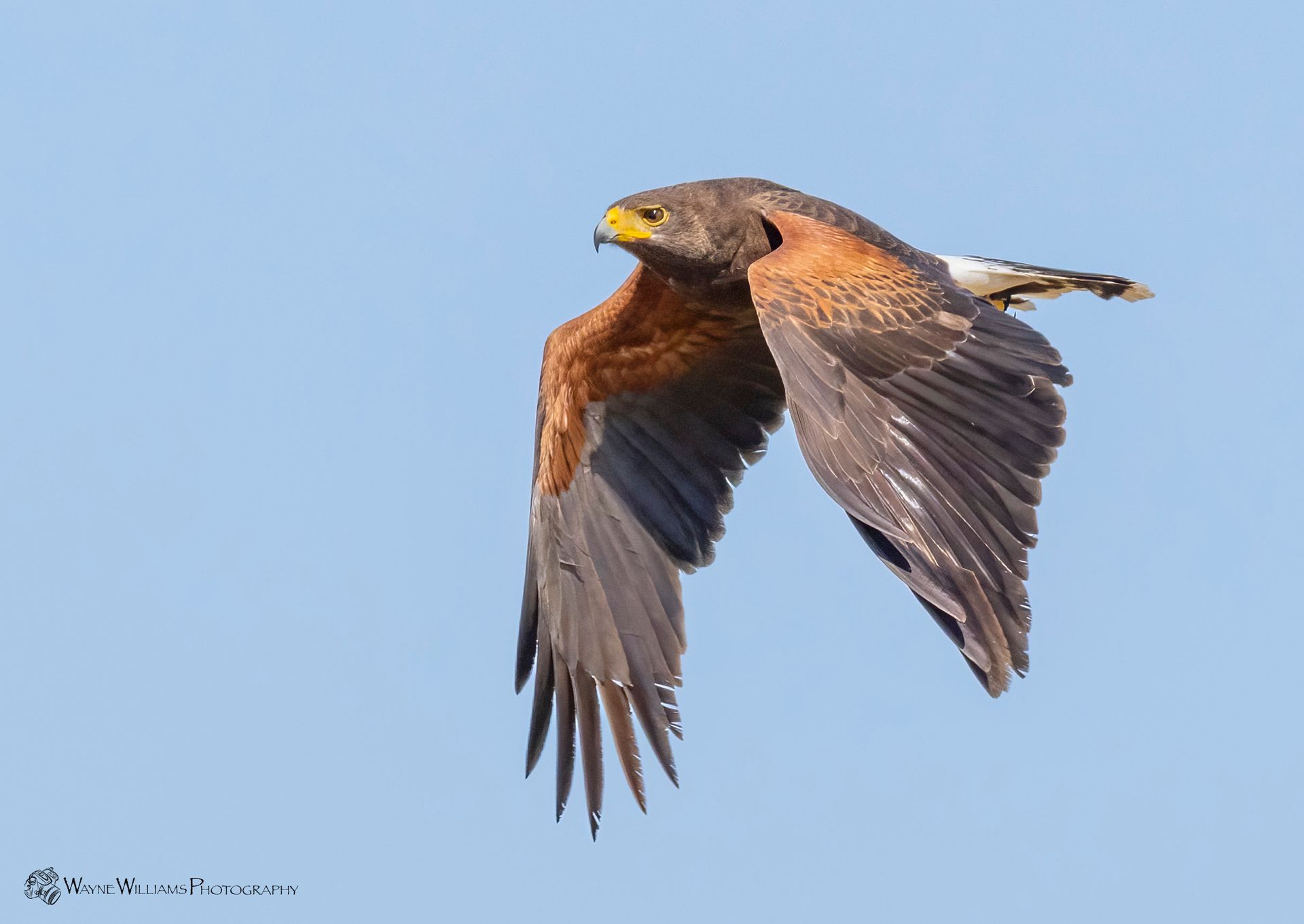 A bird with a yellow beak is flying in the sky