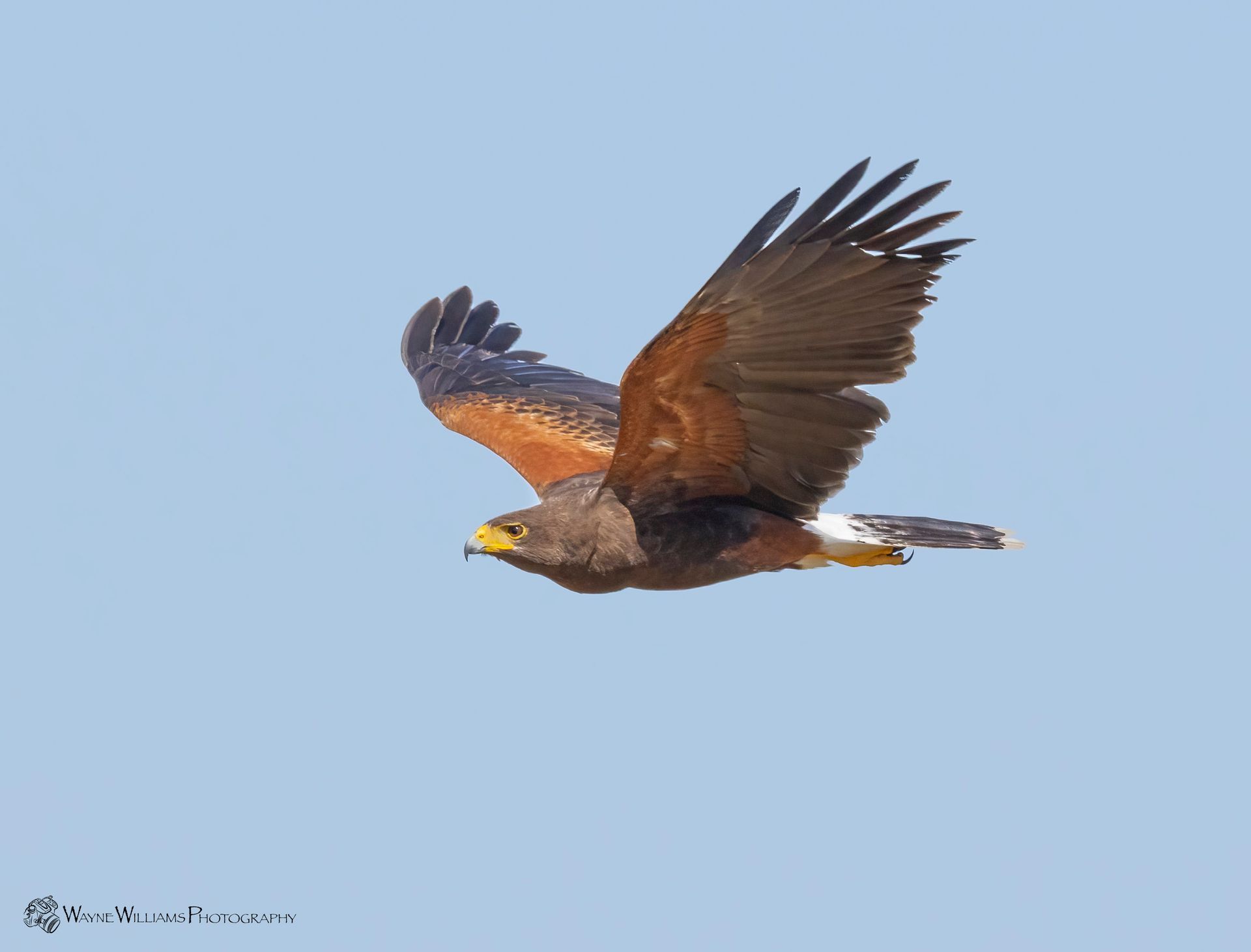 A bird is flying in the sky with its wings spread.
