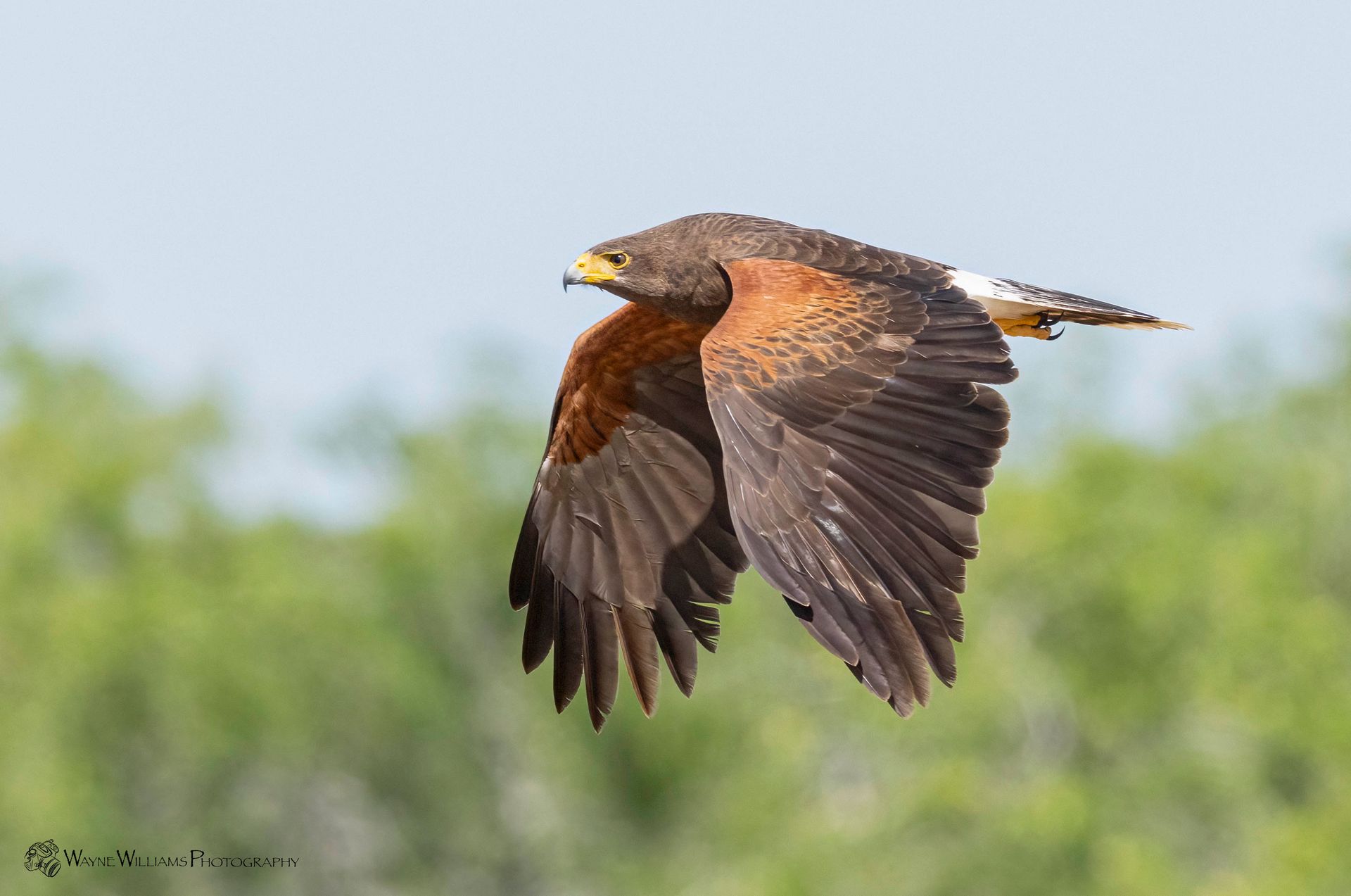 A bird is flying in the sky with its wings spread.