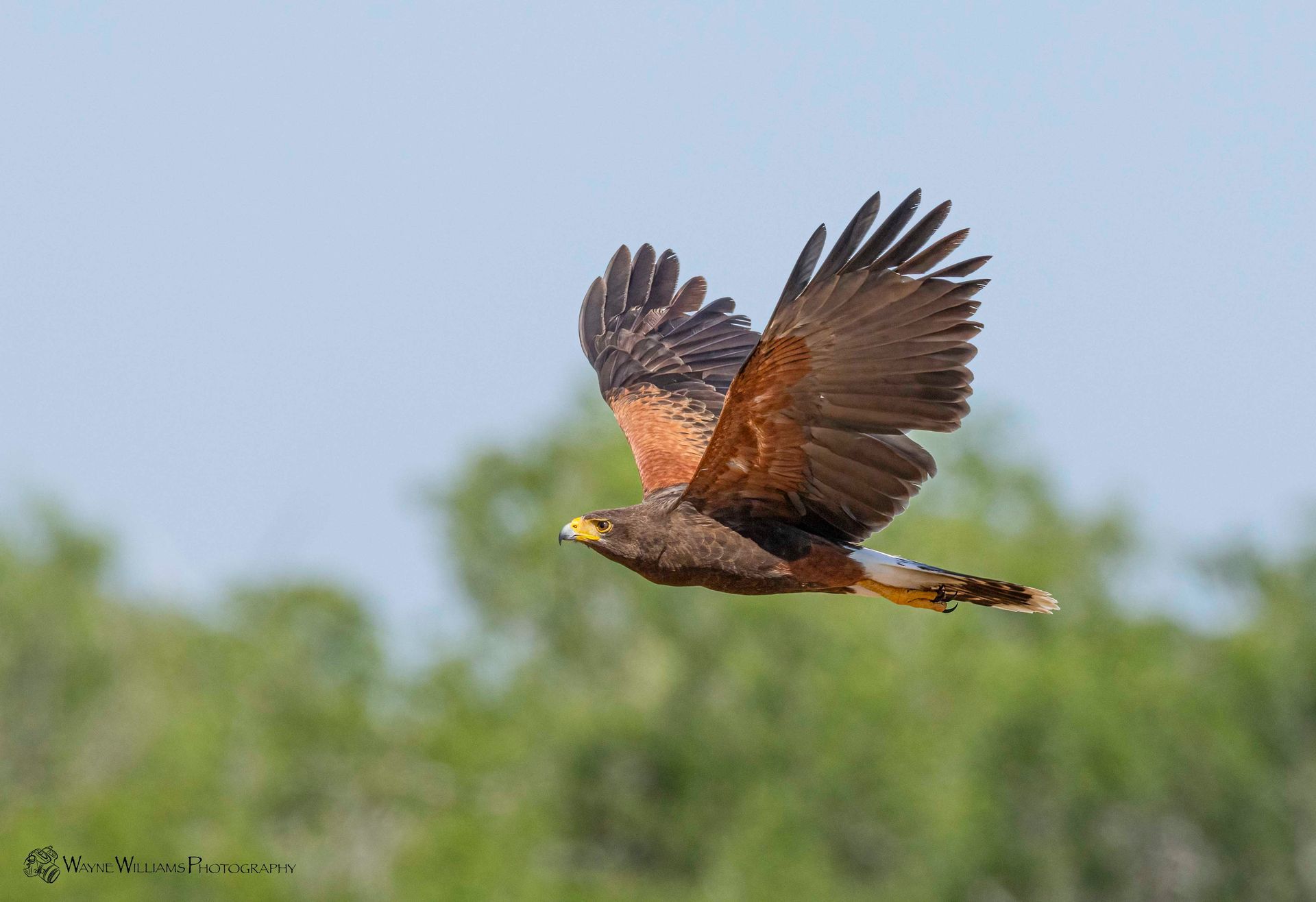 A bird is flying in the sky with its wings spread.