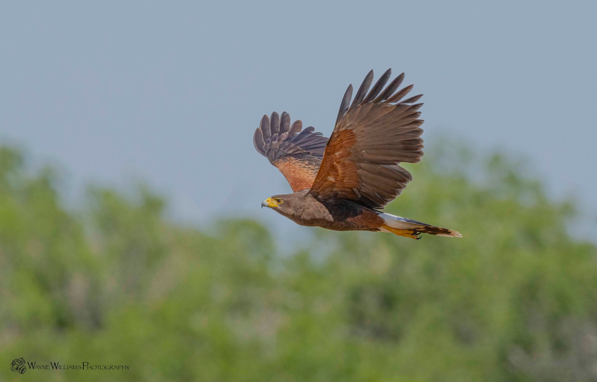 A bird is flying over a field with trees in the background.