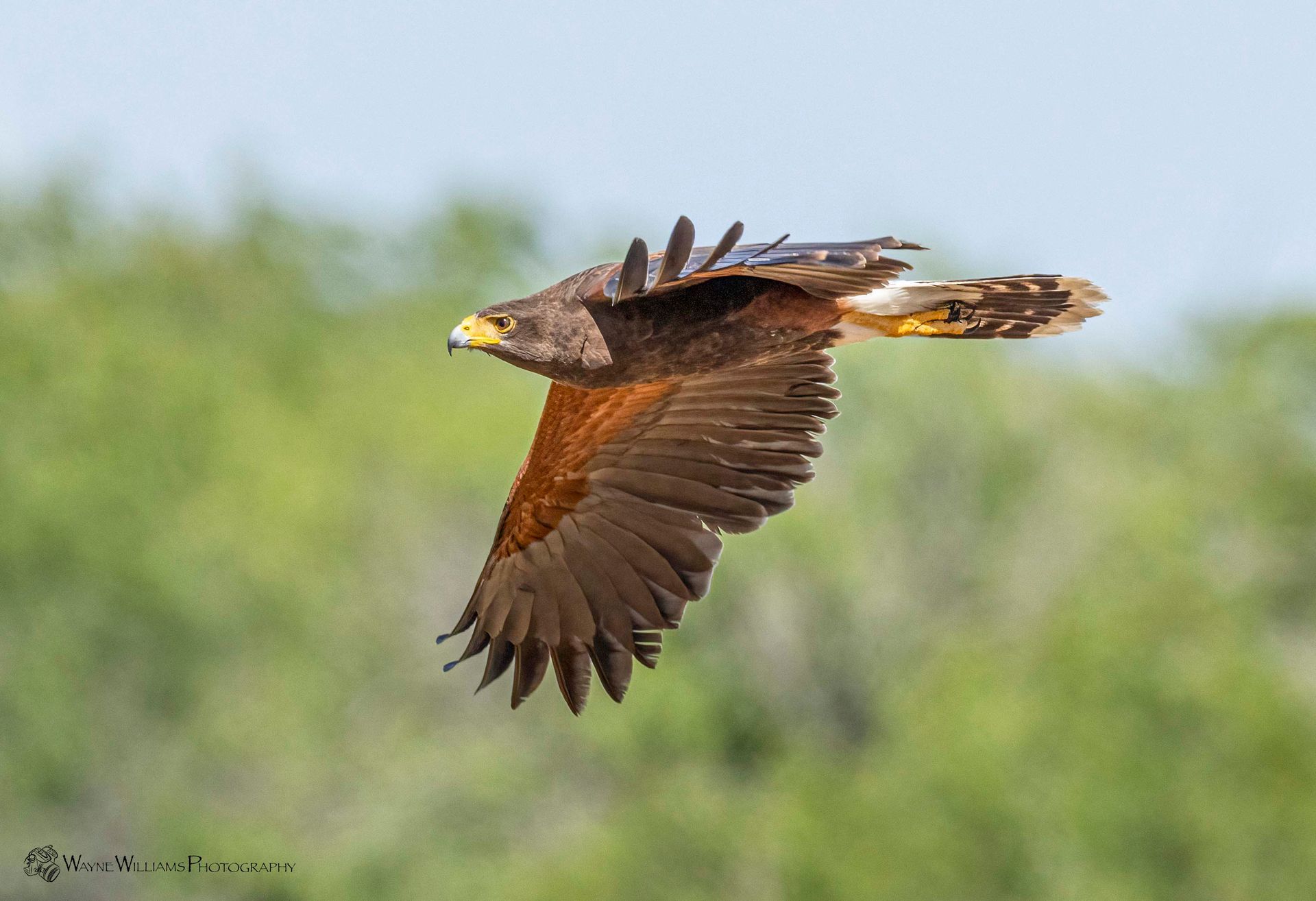 A bird is flying in the sky with its wings spread.