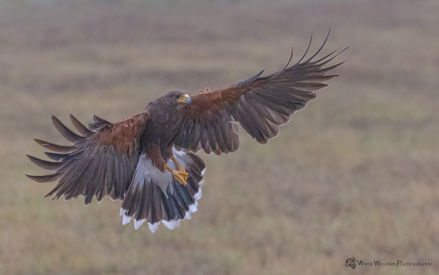 An eagle is flying over a field with its wings spread.