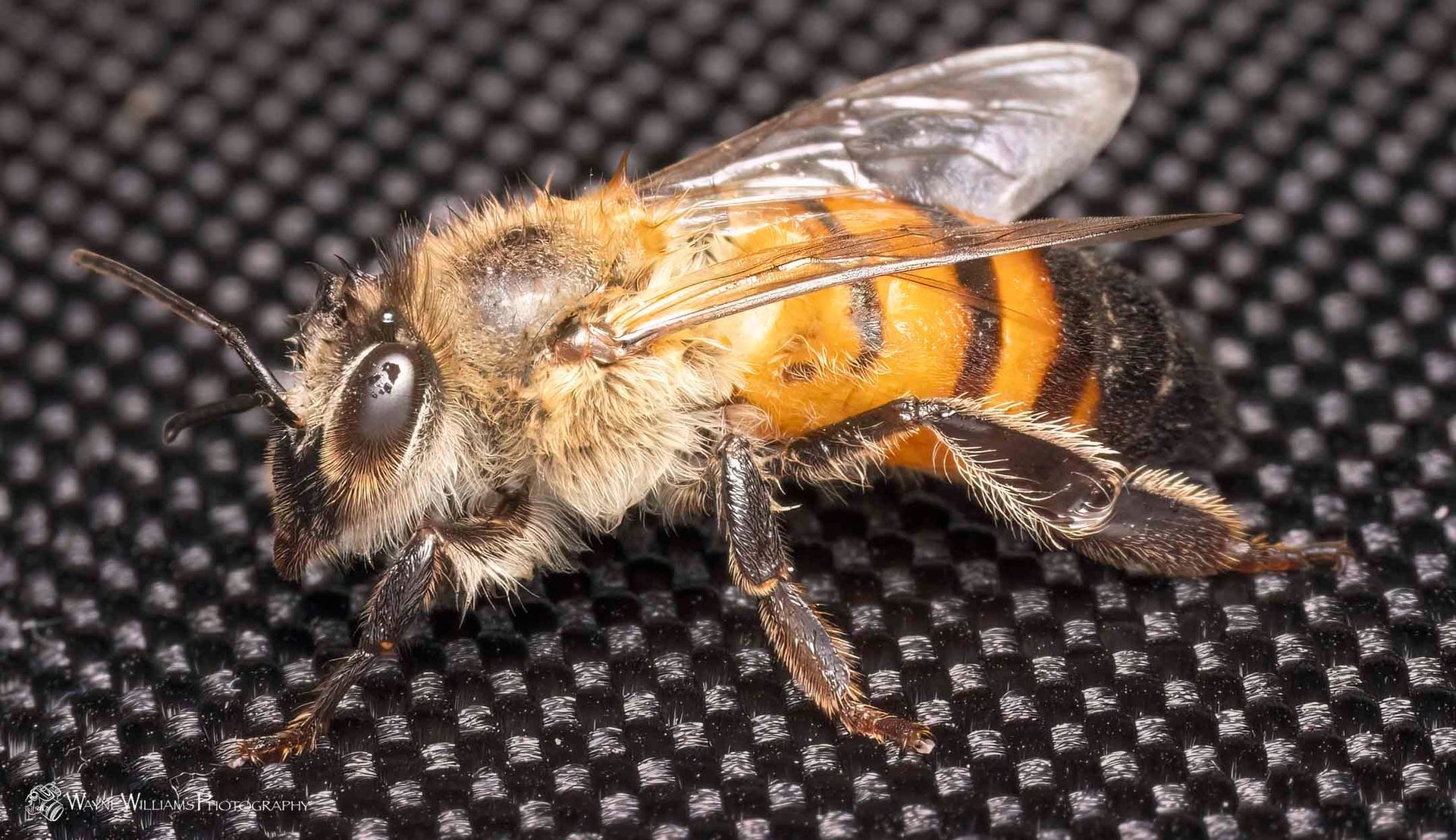 A close up of a bee on a black surface.