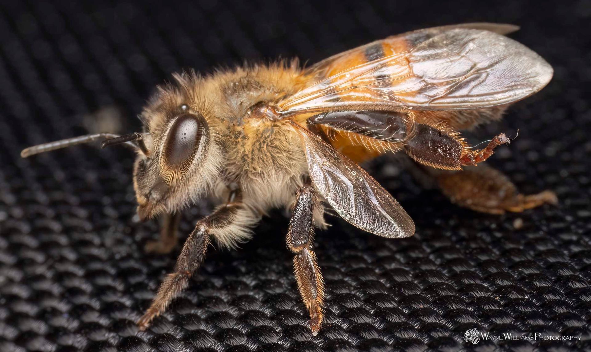 A close up of a bee on a black surface.