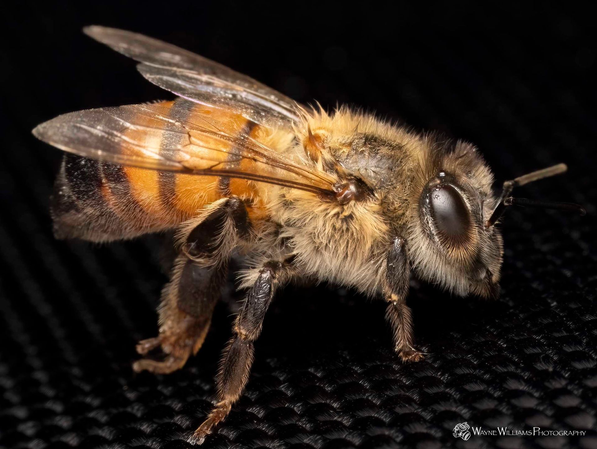 A close up of a bee on a black surface