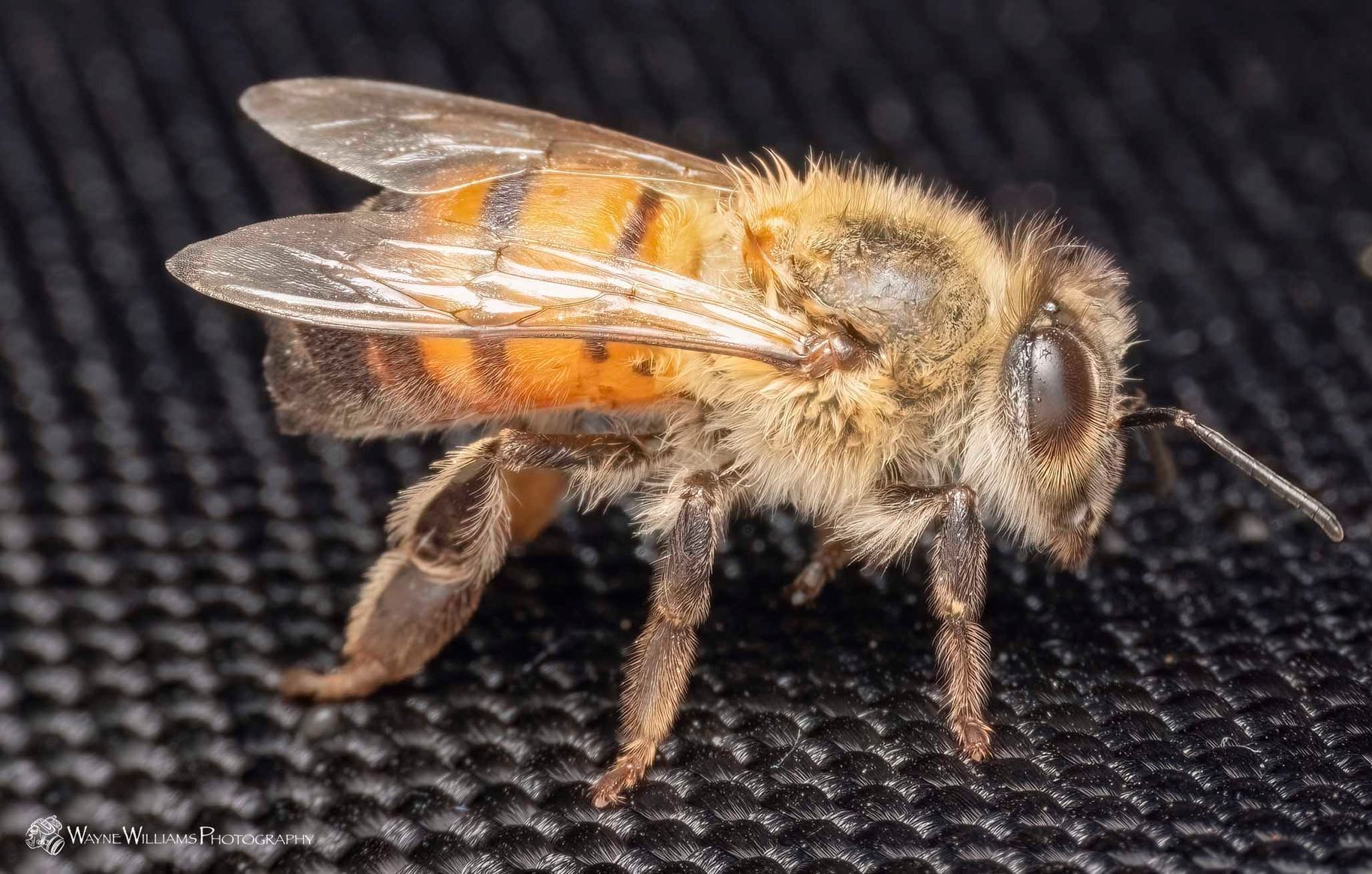 A close up of a bee on a black surface.