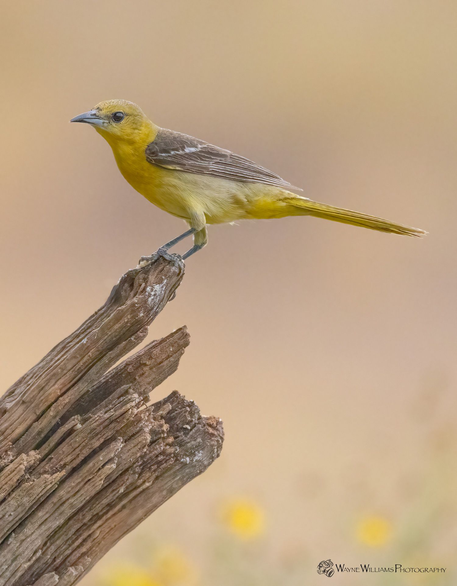 A small yellow bird perched on top of a wooden post.