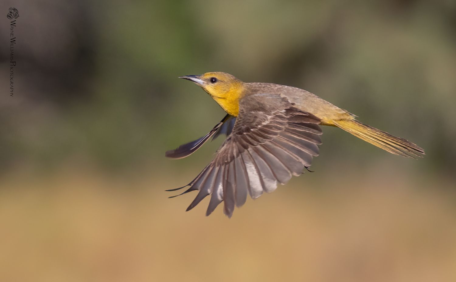 A small bird is flying in the air with its wings outstretched.