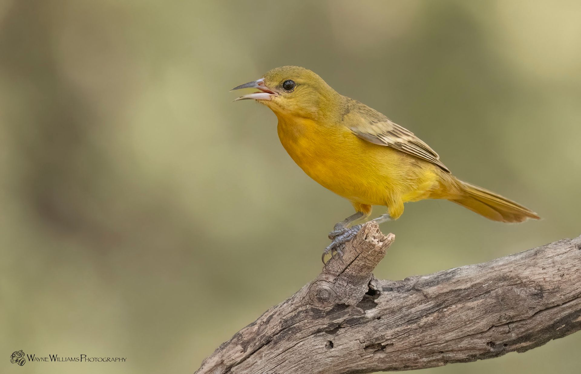 A small yellow bird perched on a tree branch.