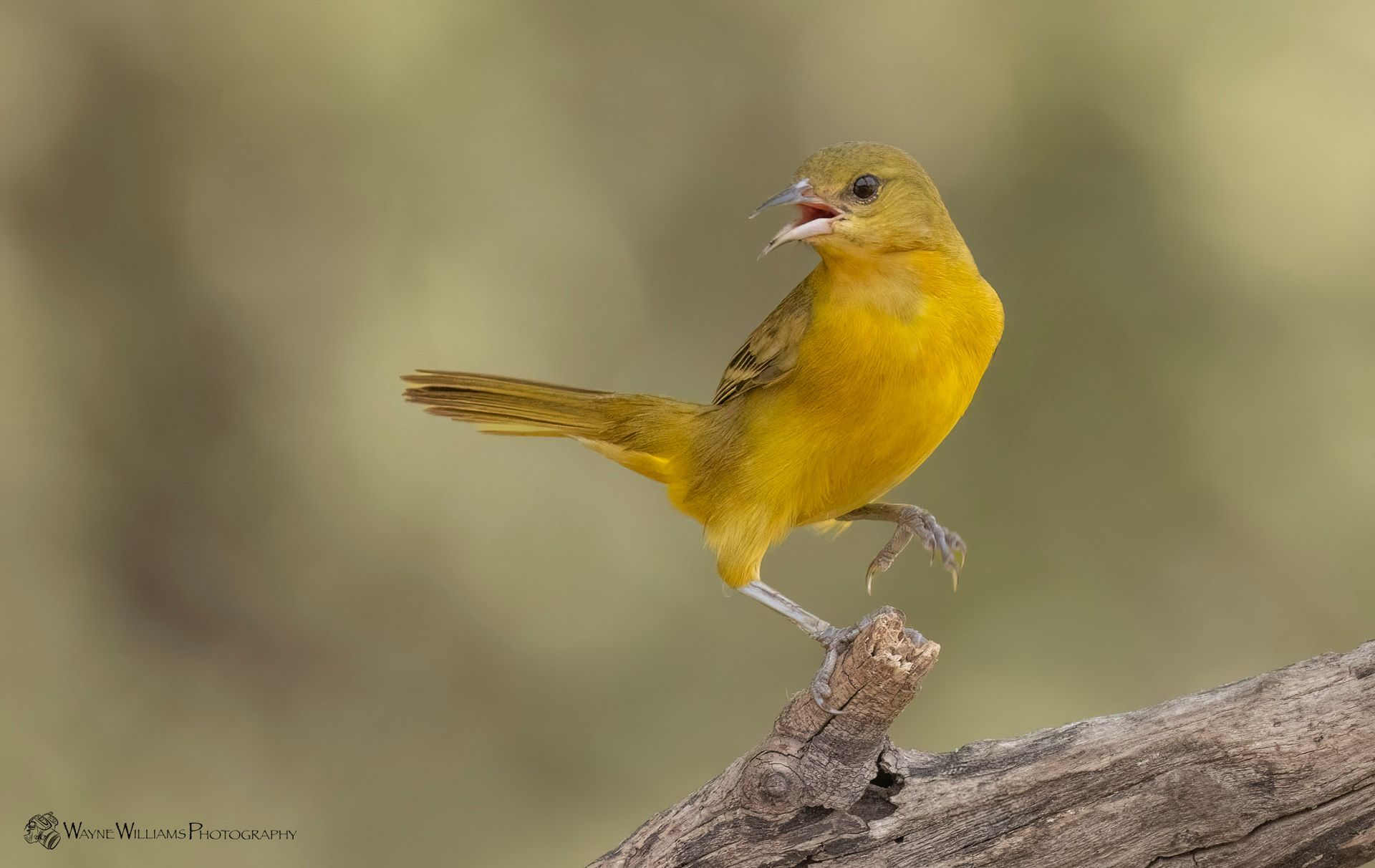 A small yellow bird perched on a branch with its beak open.