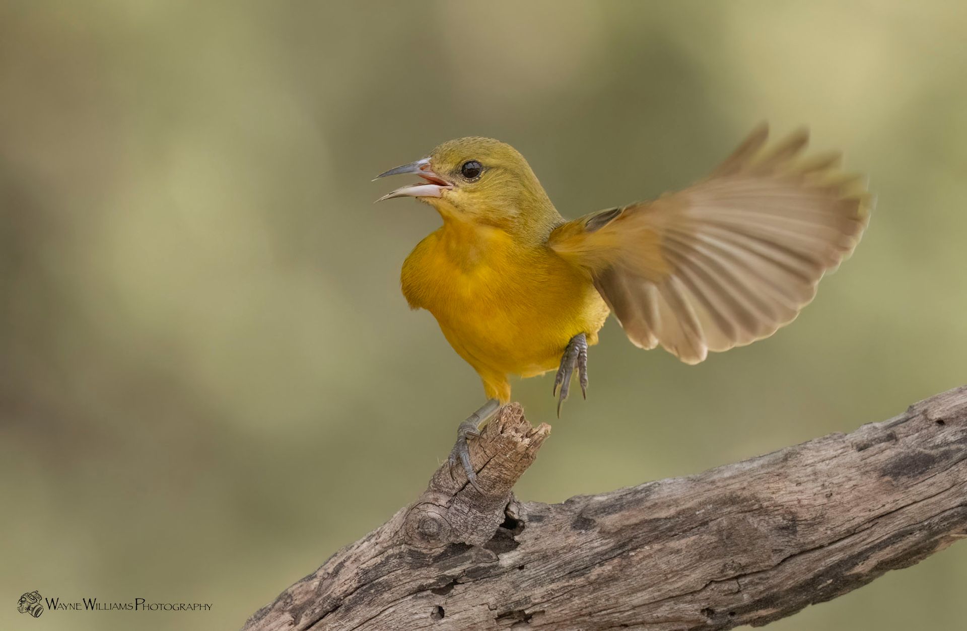 A small yellow bird is perched on a branch with its wings outstretched.