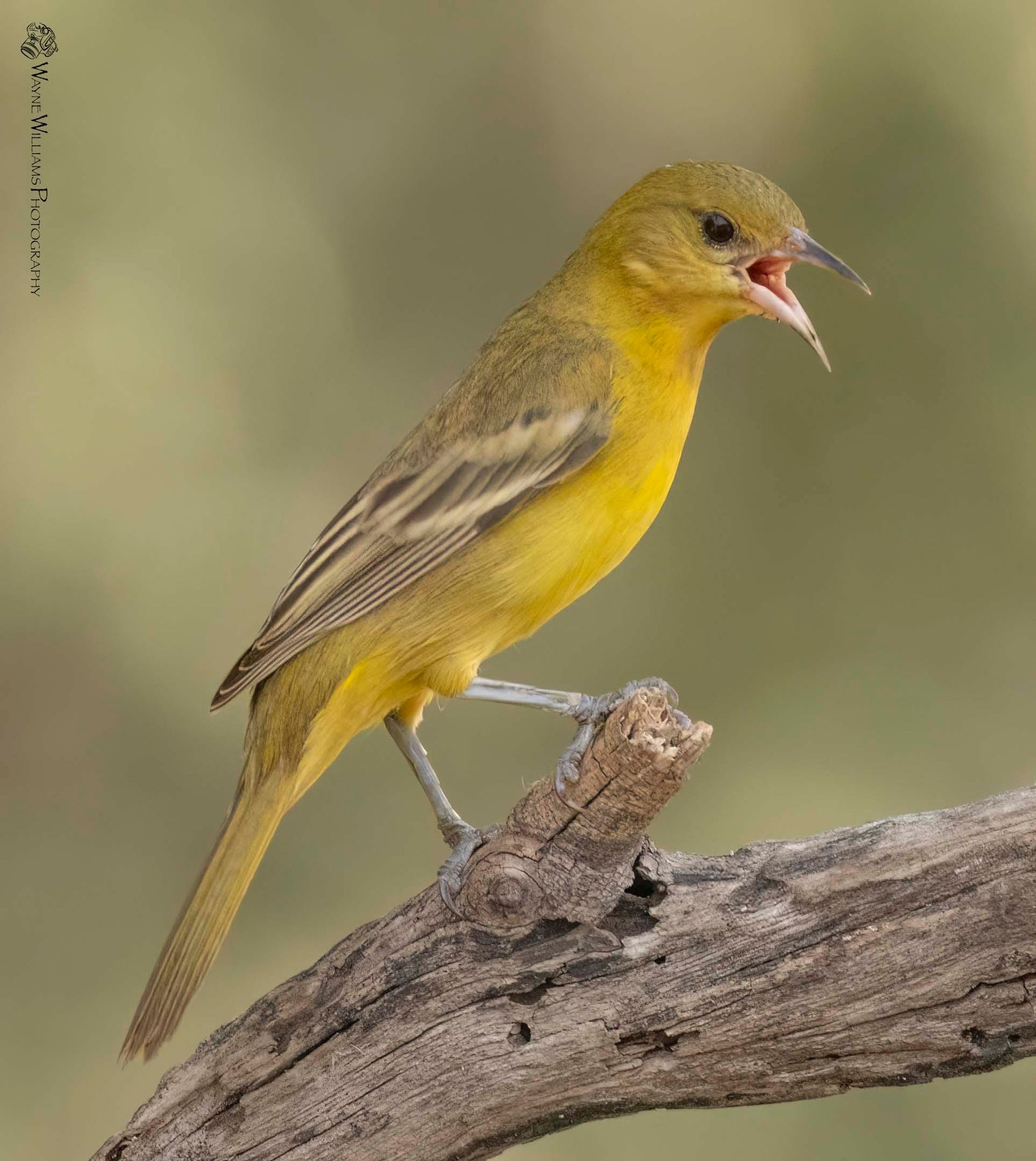 A small yellow bird perched on a branch with its beak open