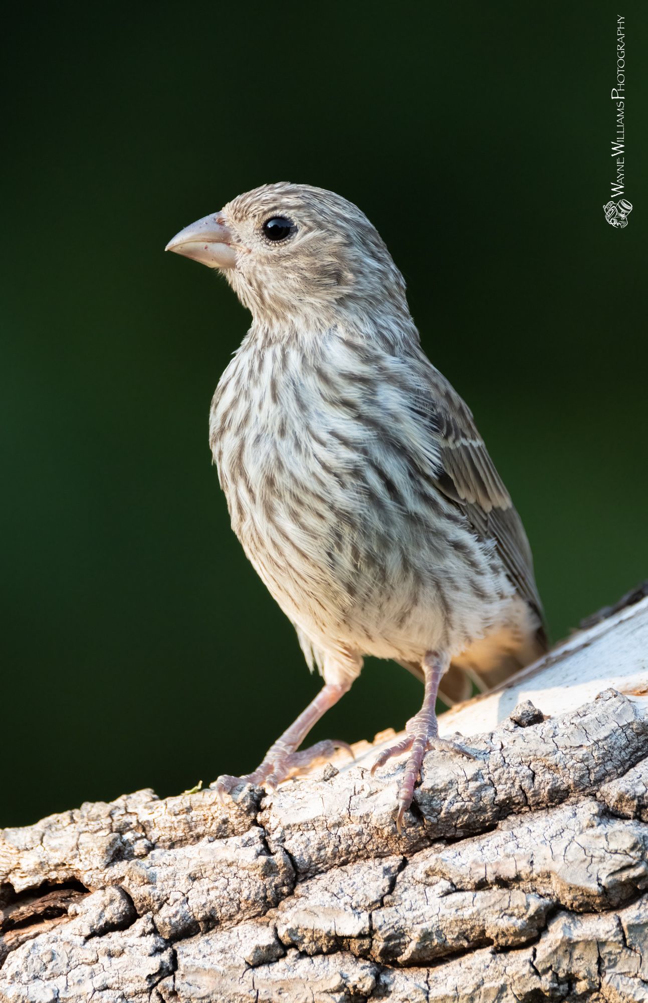 A small bird is perched on a piece of wood.