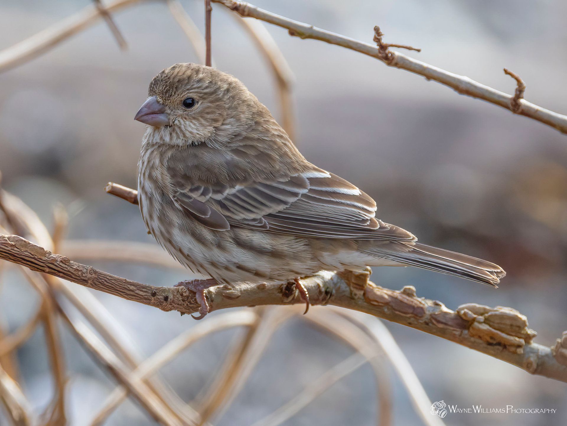 A small brown bird perched on a tree branch