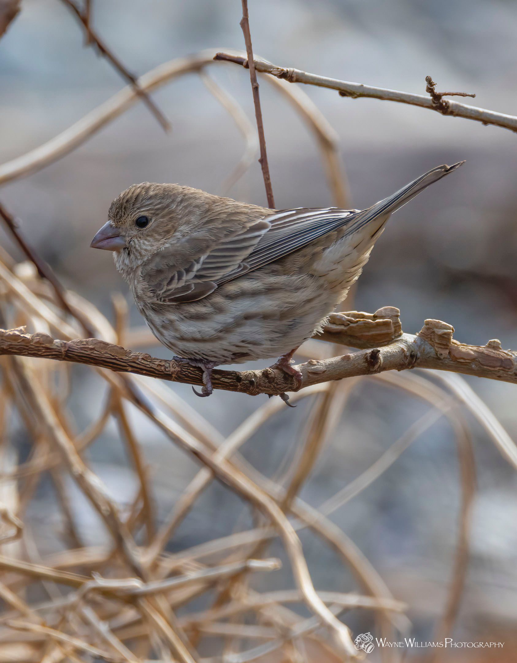 A small bird perched on a branch with a blurred background