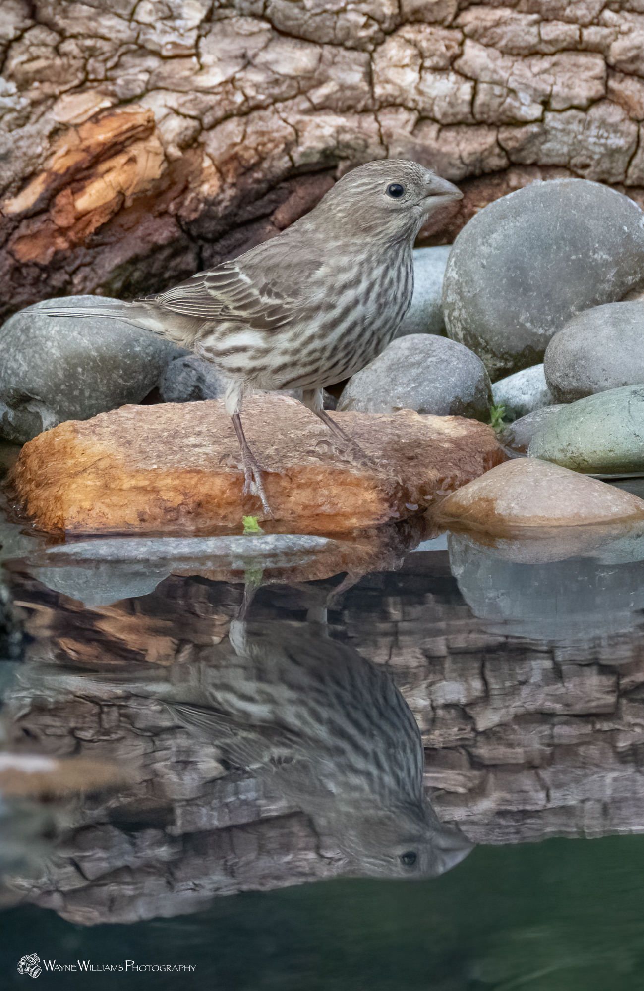 A small bird is sitting on a rock next to a body of water.