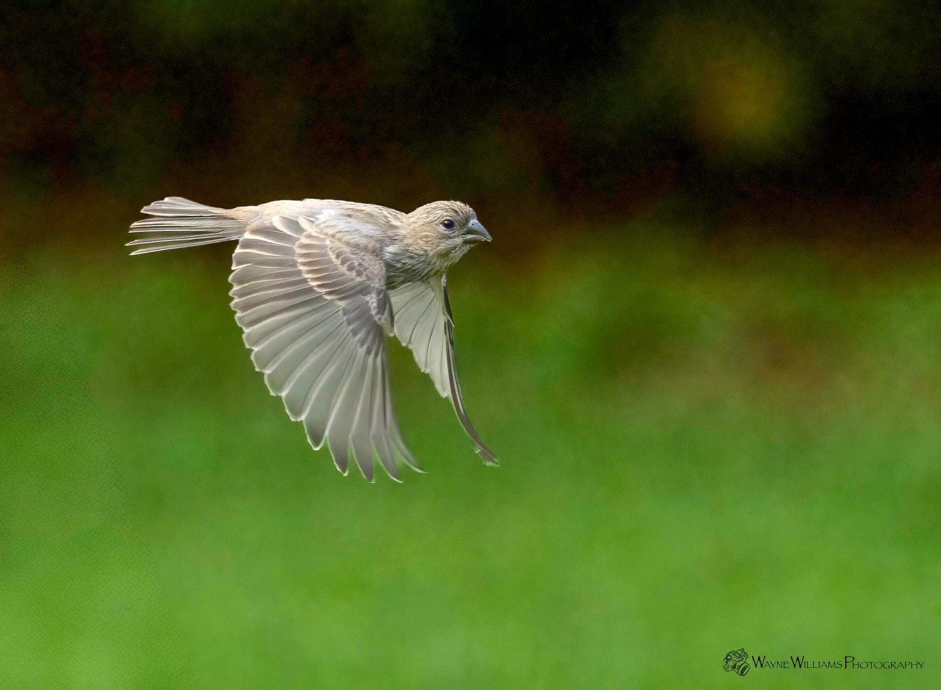 A small bird is flying over a green field.