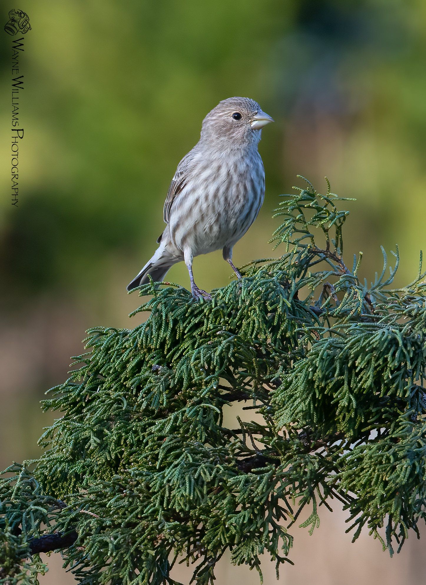 A small bird perched on top of a tree branch
