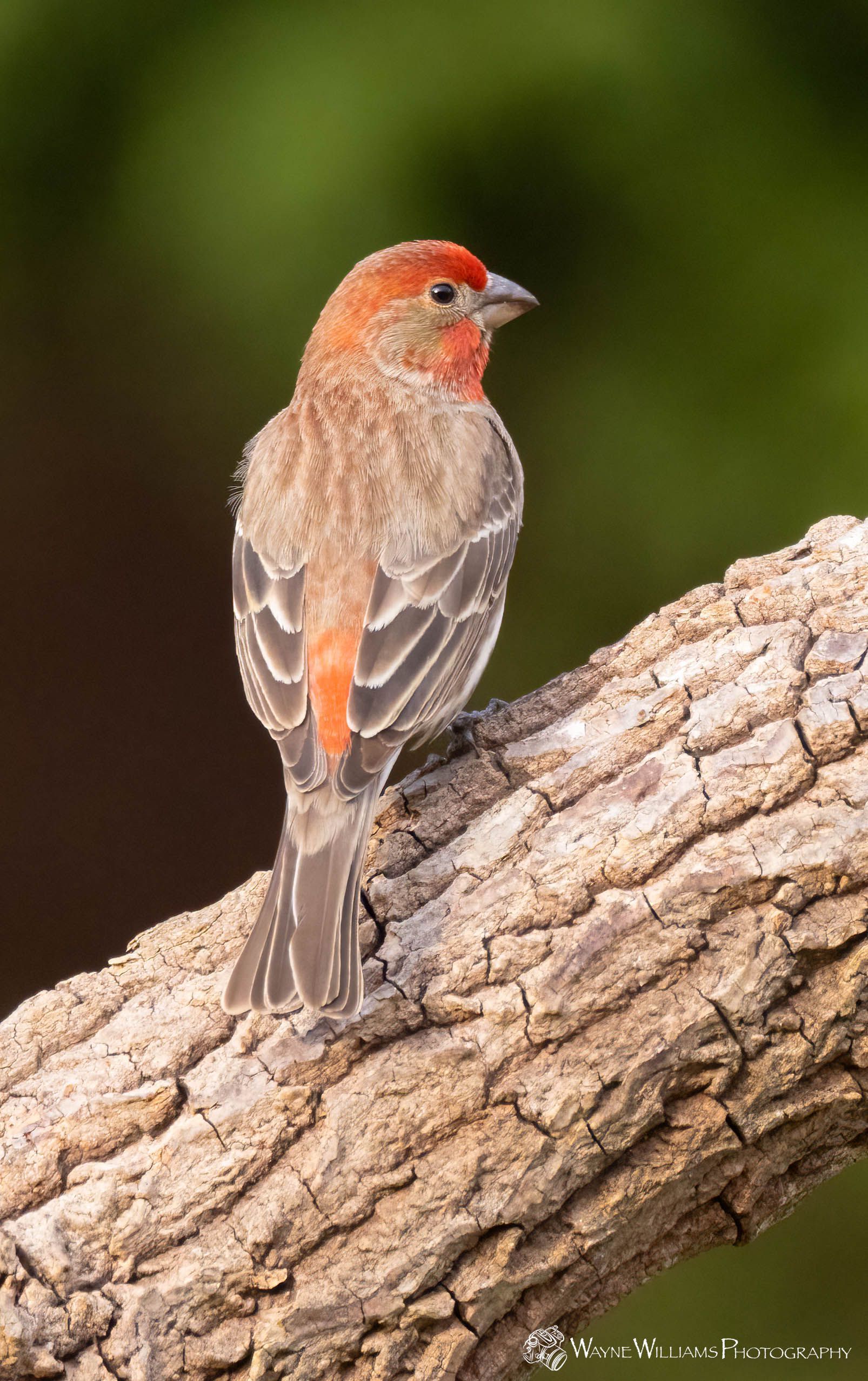 A small bird perched on a tree branch.